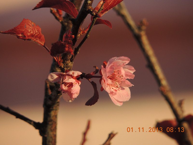 flower 1214_.jpg