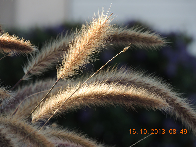 flower 1169_.jpg