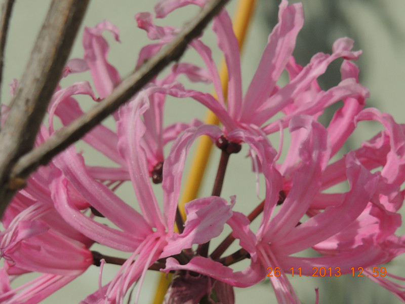 flower 065_.jpg