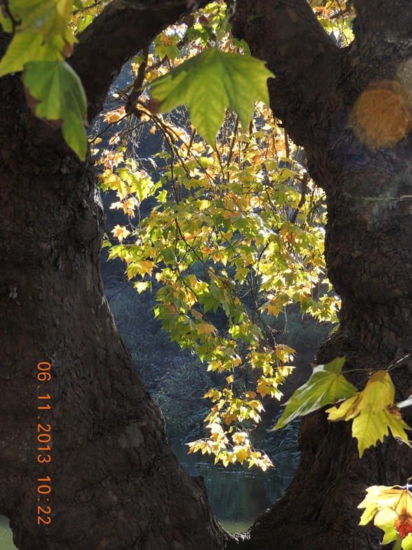 Golden gate park 811_.jpg