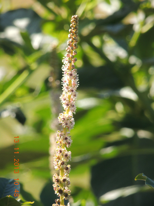 flower #2 261_ת_ת_.jpg