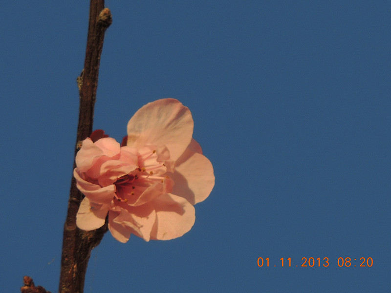 flower 1232_.jpg