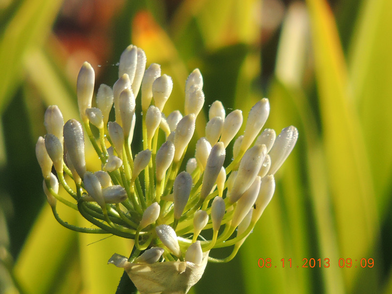 flower #2 008_.jpg
