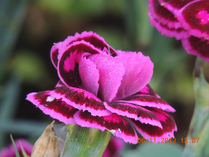 flower 003_.jpg