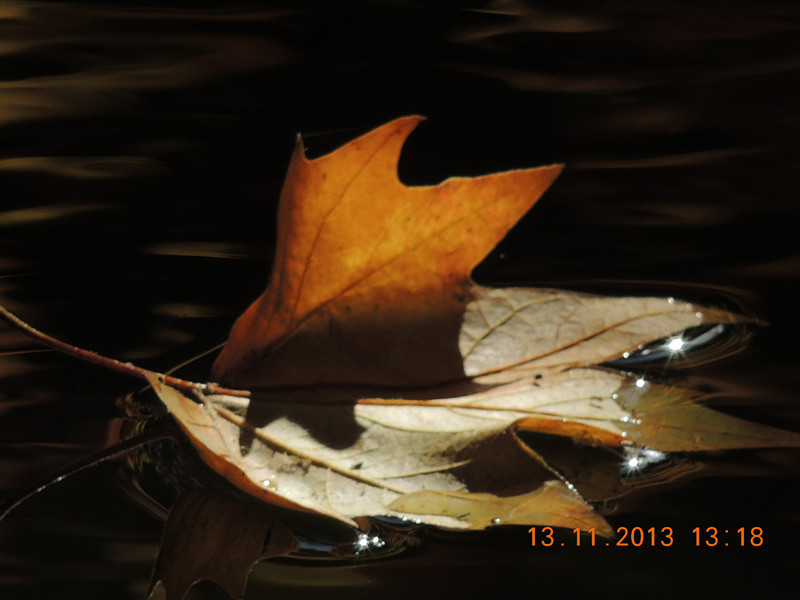 Golden gate park 956_.jpg