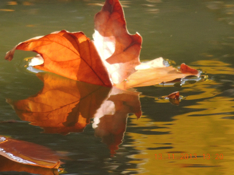 Golden gate park 967_.jpg