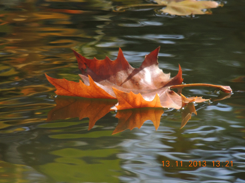 Golden gate park 971_.jpg