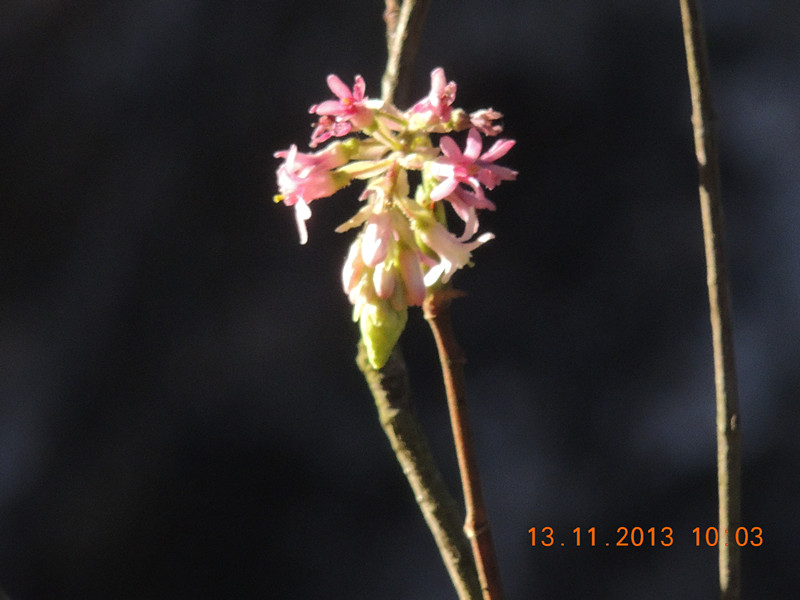 flower #2 198_.jpg
