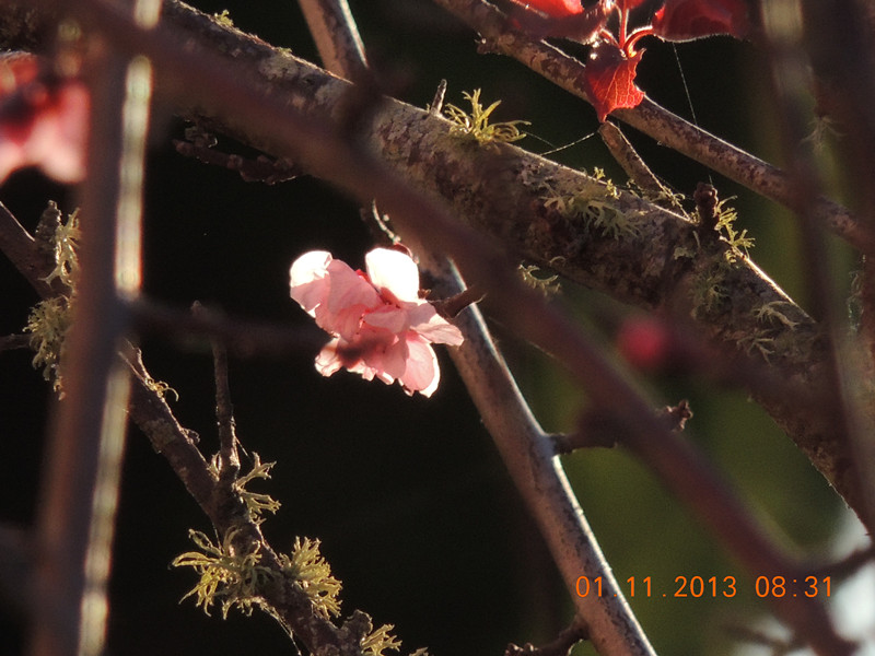 flower 1255_.jpg