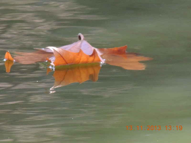 Golden gate park 960_.jpg