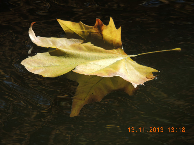 Golden gate park 954_.jpg