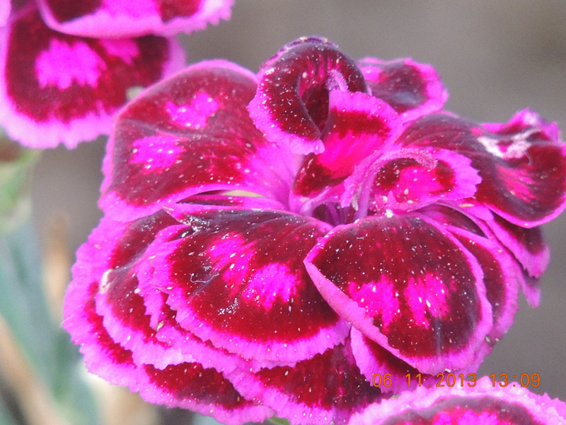 flower 016_.jpg