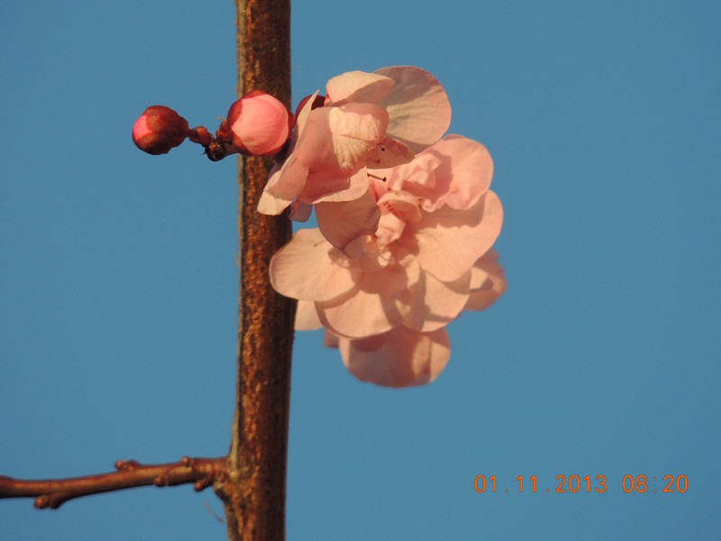 flower 1233_.jpg