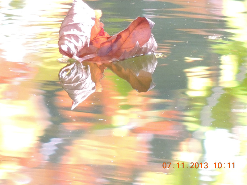 Golden gate park 907_.jpg