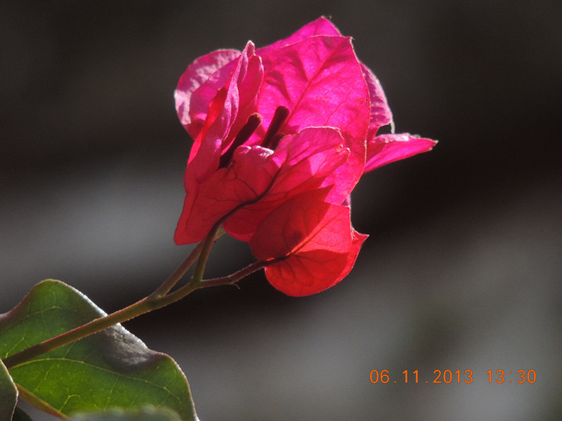 flower 093_.jpg