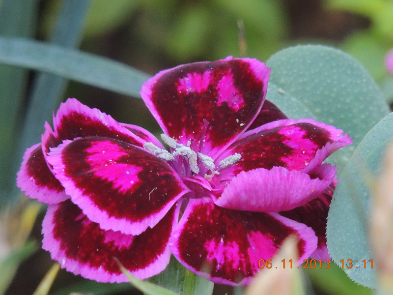 flower 025_.jpg