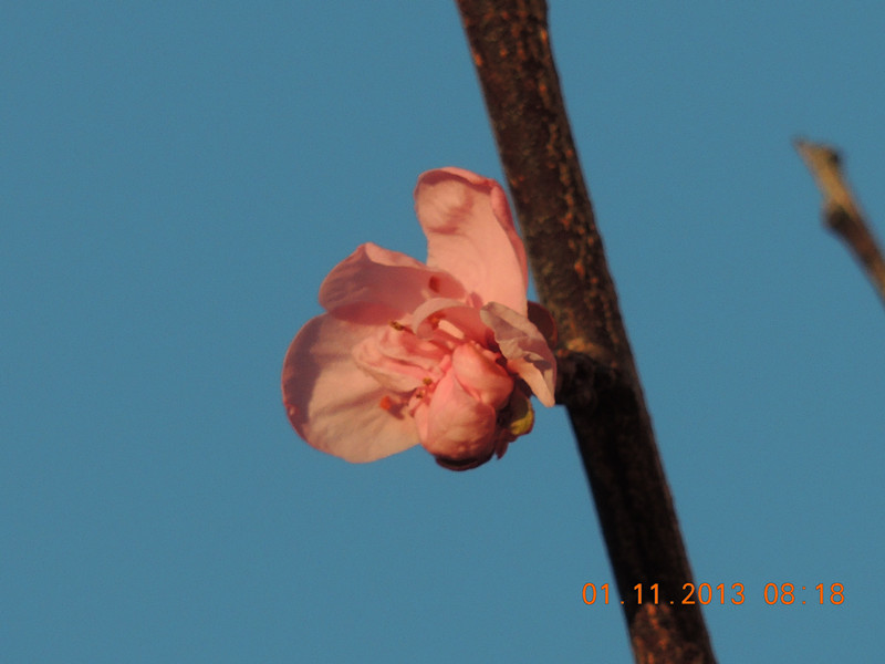 flower 1225_.jpg