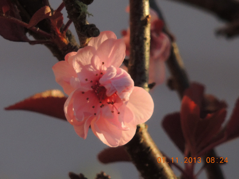 flower 1245_.jpg
