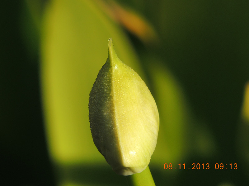 flower #2 023_.jpg