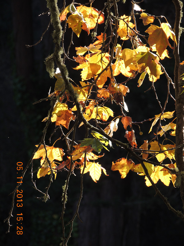 Golden gate park 668_.jpg