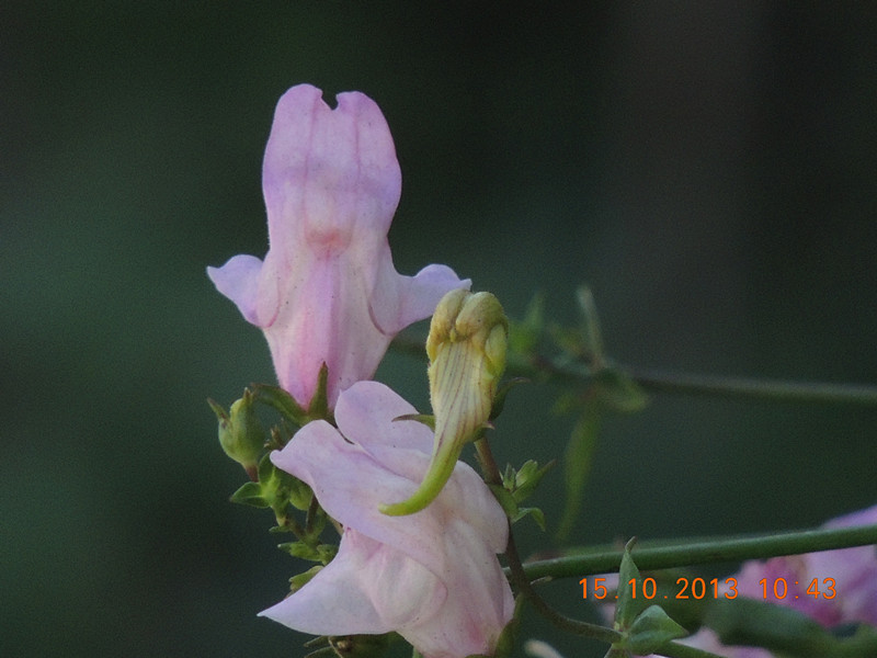 flower 1166_.jpg