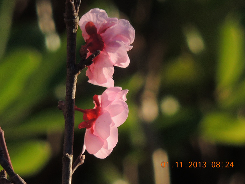 flower 1246_.jpg