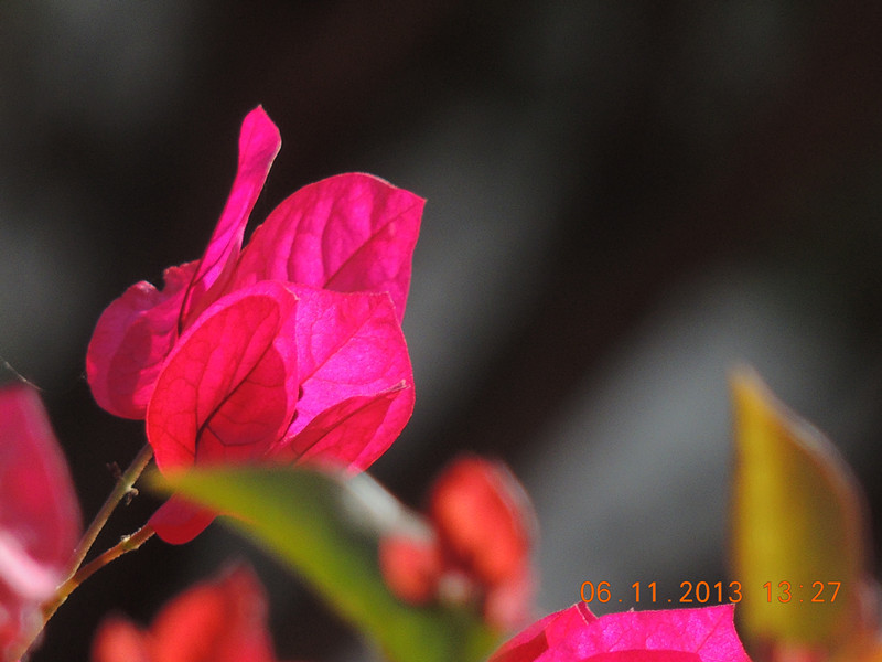 flower 072_.jpg