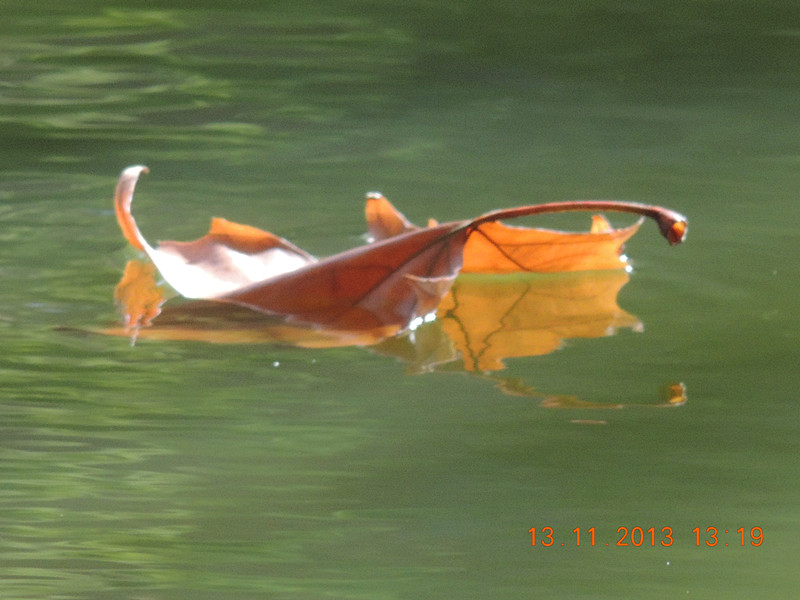 Golden gate park 958_.jpg
