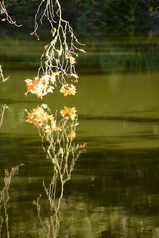 Golden gate park 503_.jpg