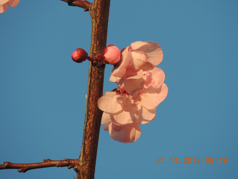 flower 1228_.jpg
