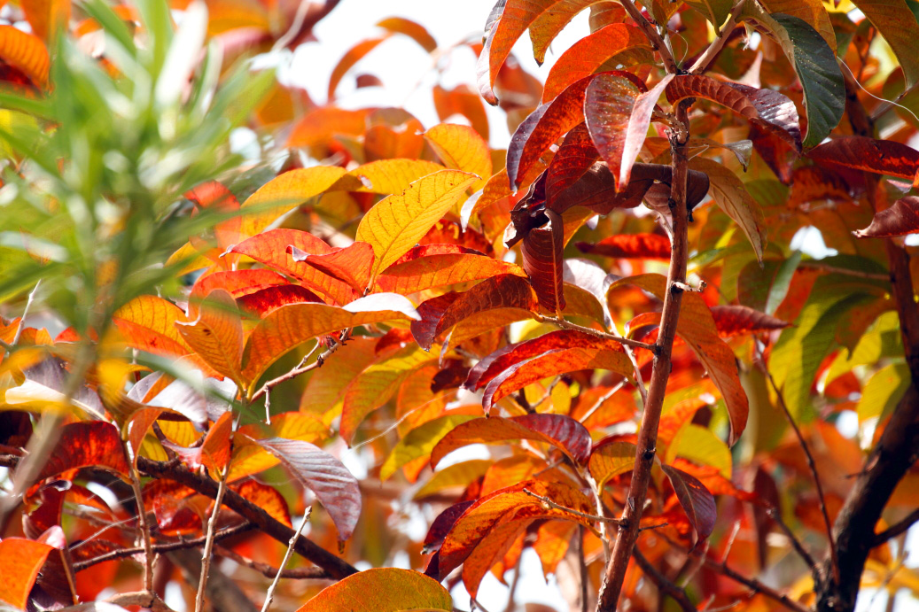 _MG_88012013-10-20.JPG