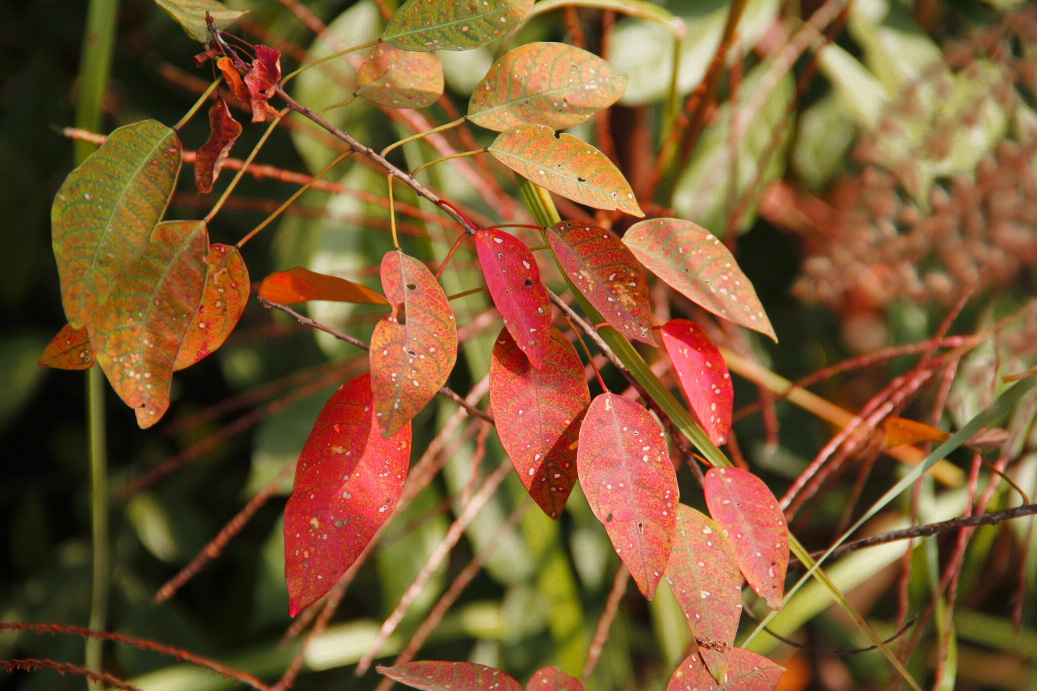 _MG_87312013-10-20.JPG