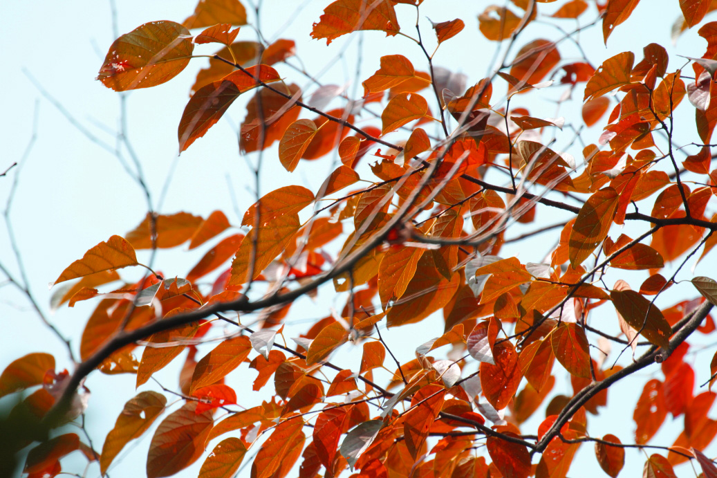 _MG_87582013-10-20.JPG