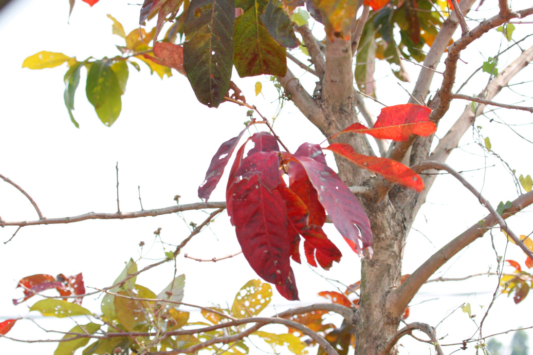 _MG_83742013-10-20.JPG