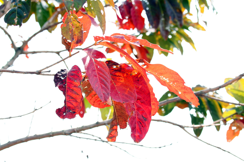 _MG_83732013-10-20.JPG
