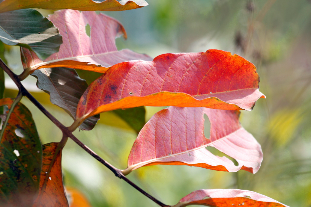 _MG_83712013-10-20.JPG