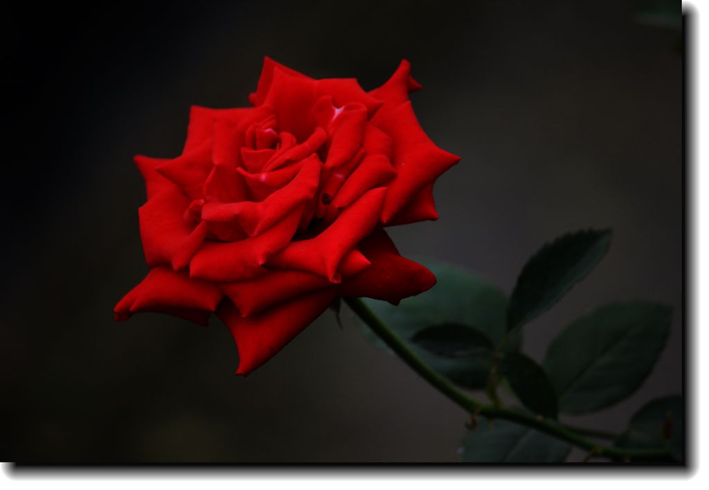 IMG_3442_.jpg