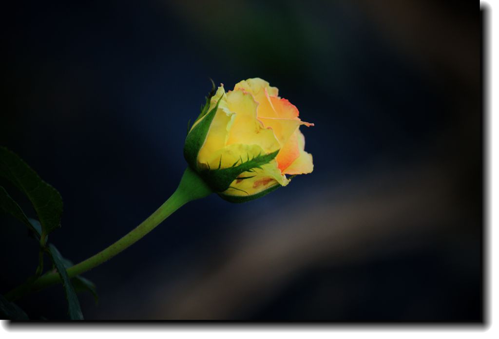 IMG_3472_.jpg