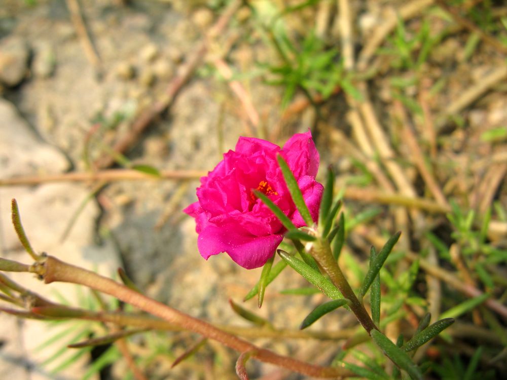 IMG_4547.jpg