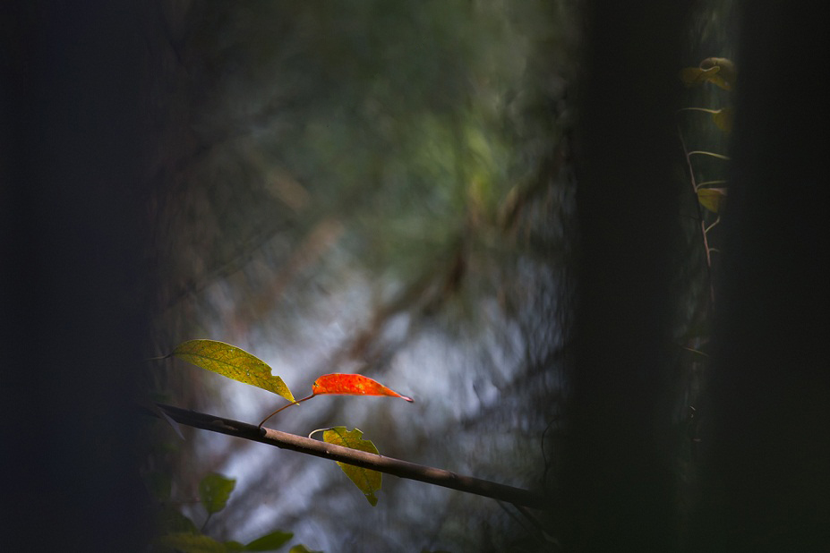 DSC_7861.JPG