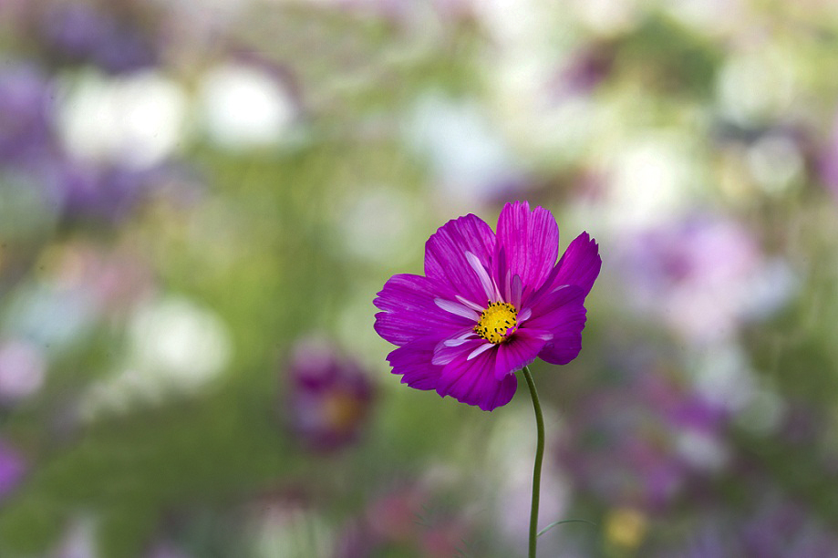 DSC_5660.JPG
