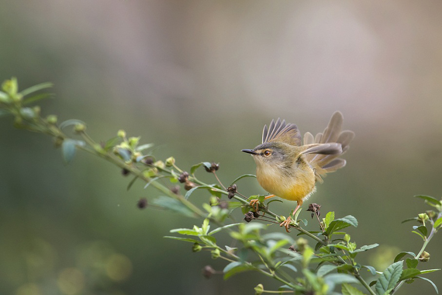DSC_7356.jpg