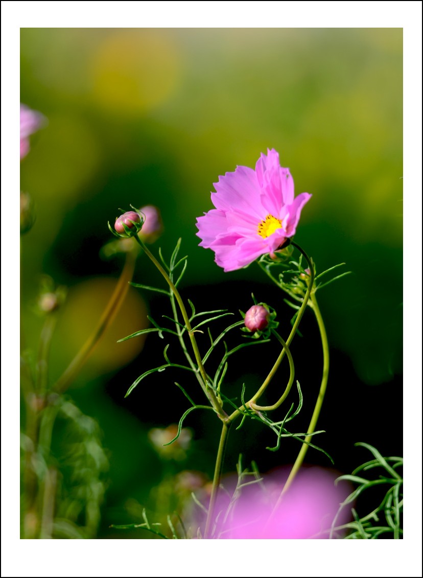 DSC_9565_conew1.jpg