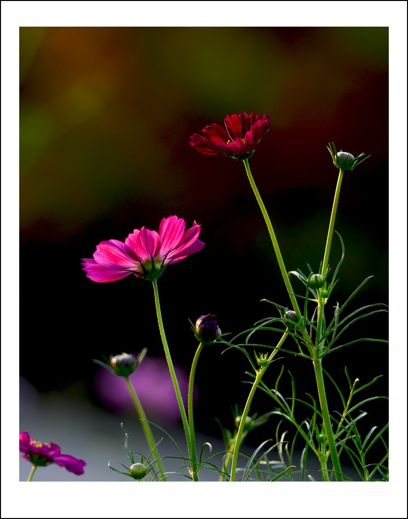 DSC_9683_conew1.jpg