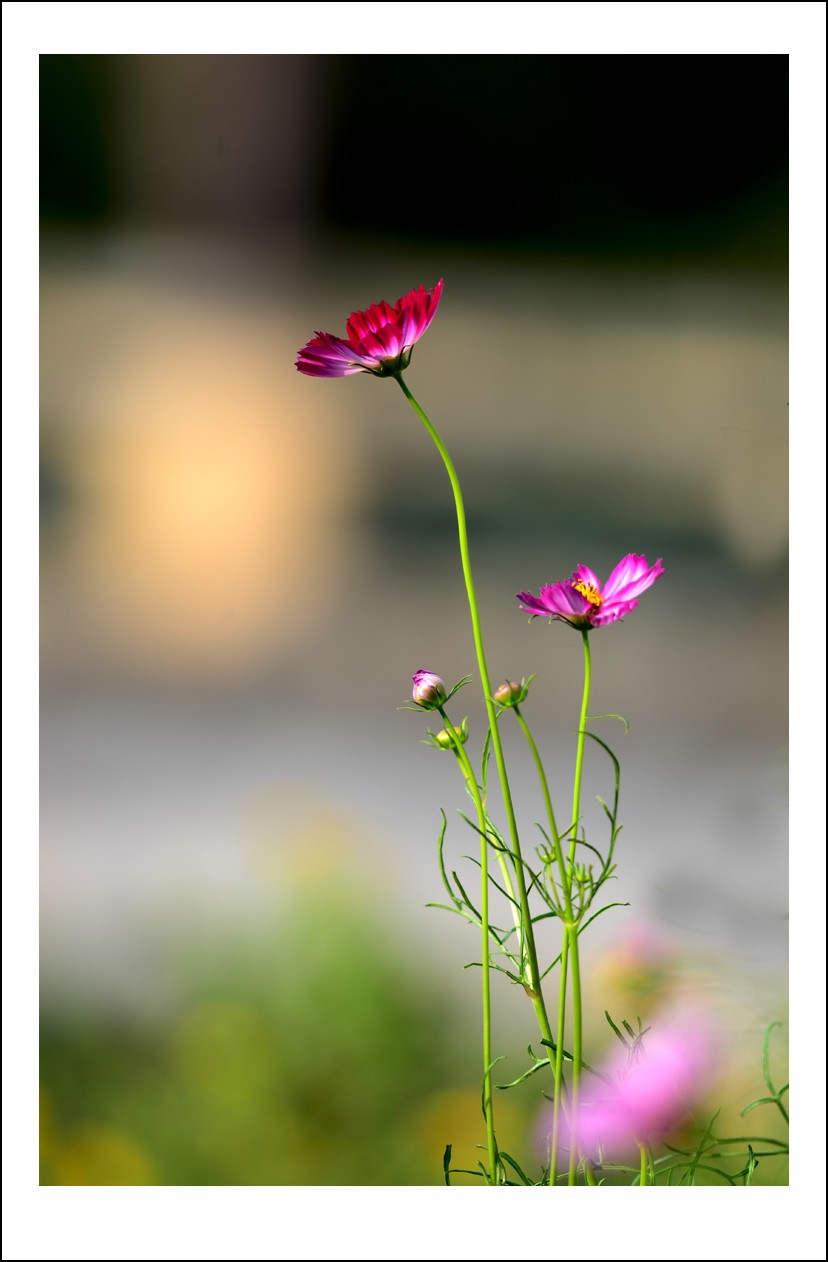 DSC_9573_conew1.jpg