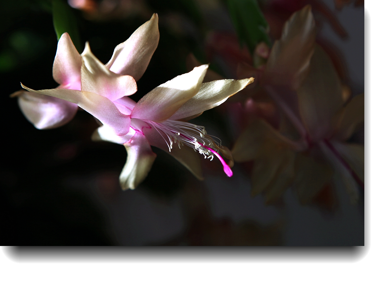 IMG_9979a.jpg