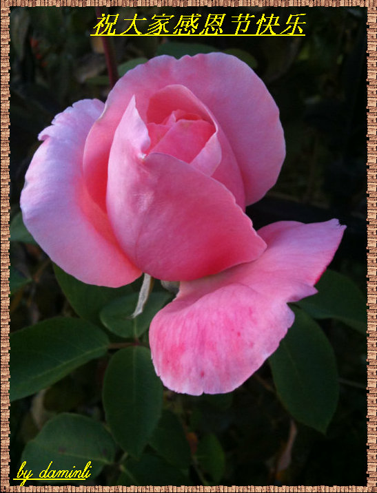 damin's iphone 3gs 286.JPG