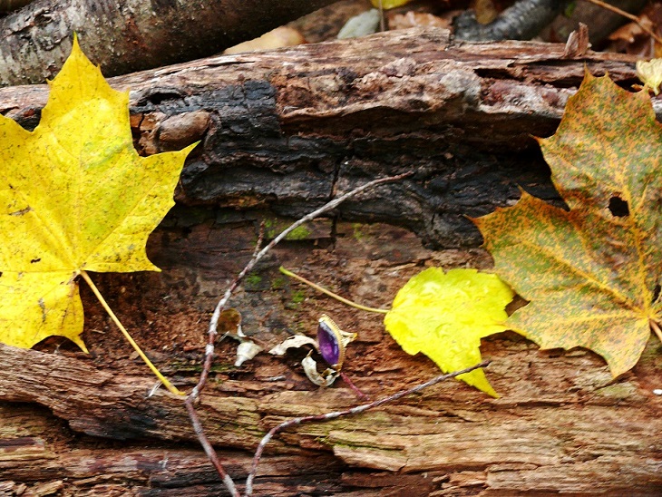 l1090195_conew1.jpg