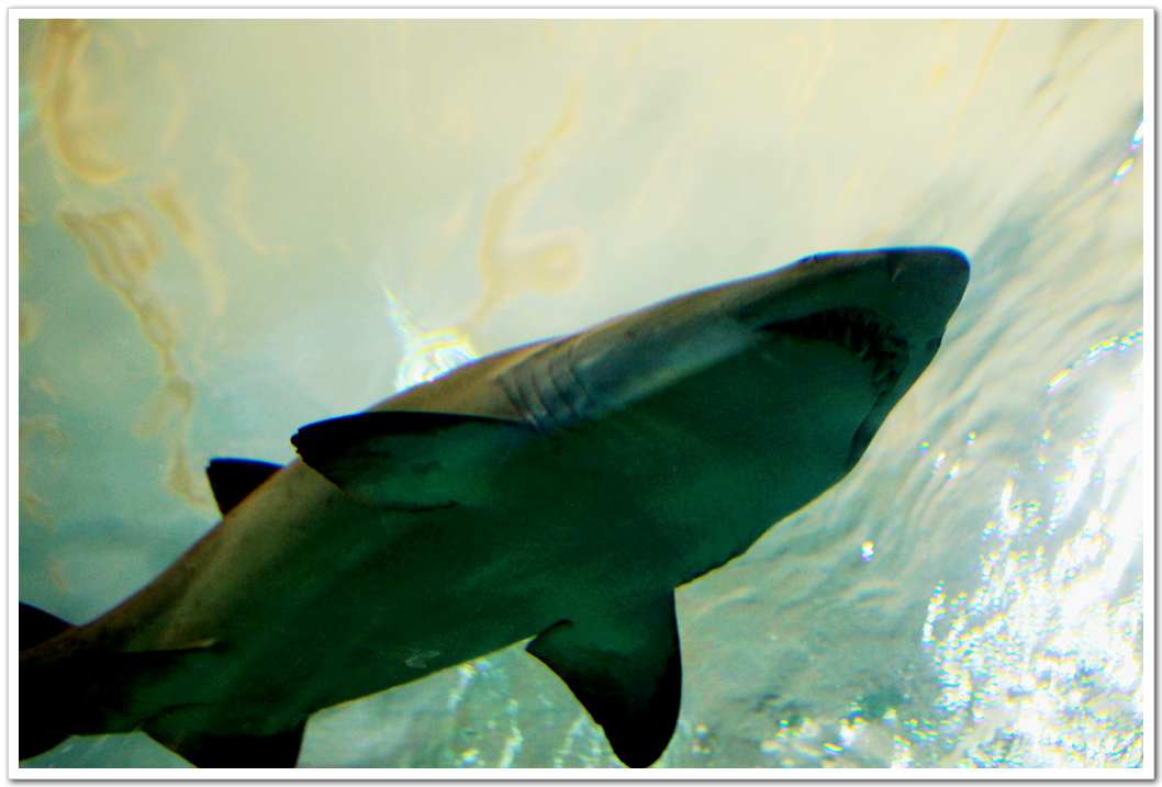 IMG_8141.jpg