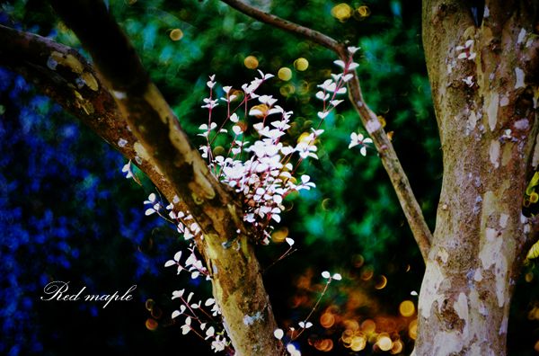DSC_2980_����.jpg